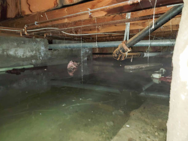 Best Basement water damage restoration  in Bourbonnais, IL