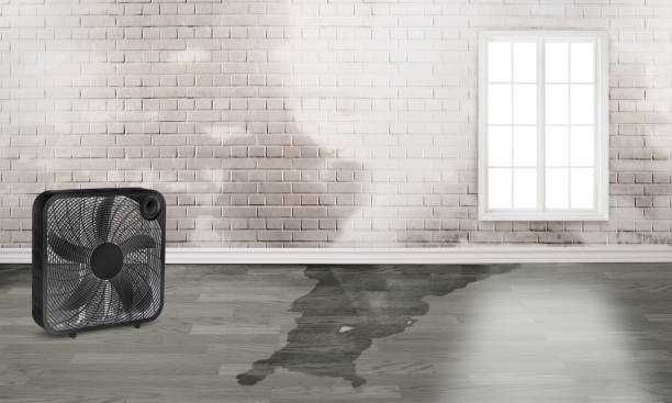 Best 24/7 water damage repair  in Bourbonnais, IL